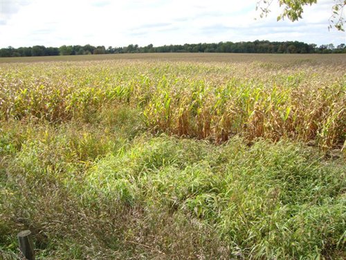 Property photo 4 - 71 Tillable Farmland Acres Offered in 1 Tract